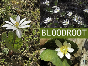 Bloodroot