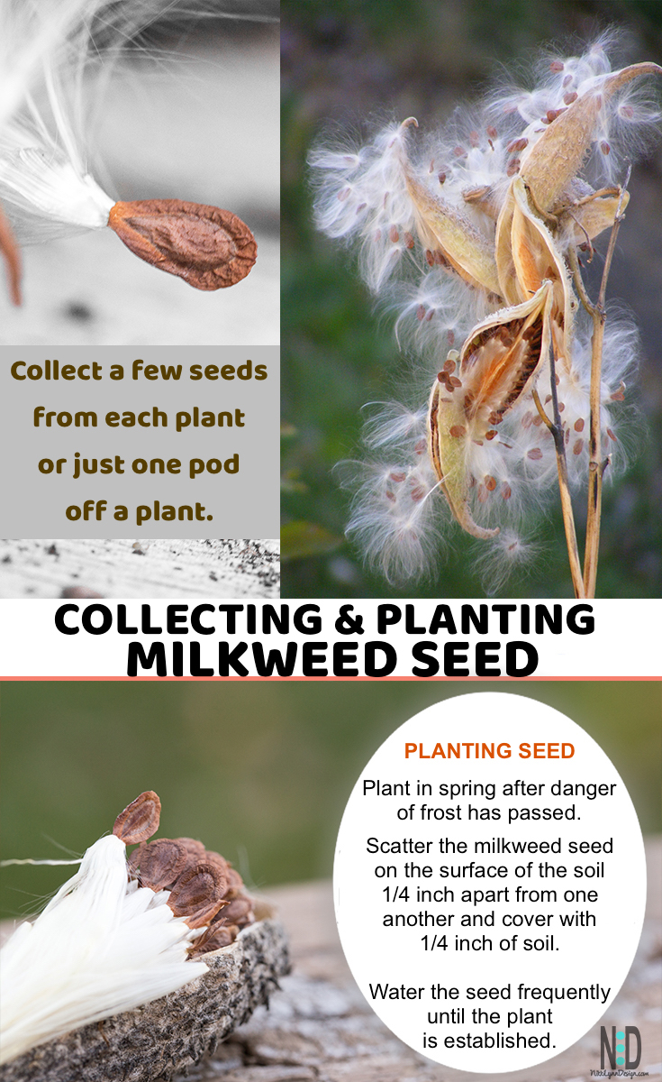 Collecting and Planting Milkweed Seed - Nikki Lynn Design