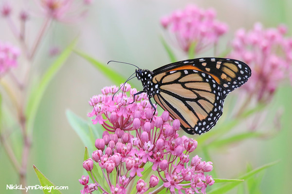 Collecting and Planting Milkweed Seed - Nikki Lynn Design