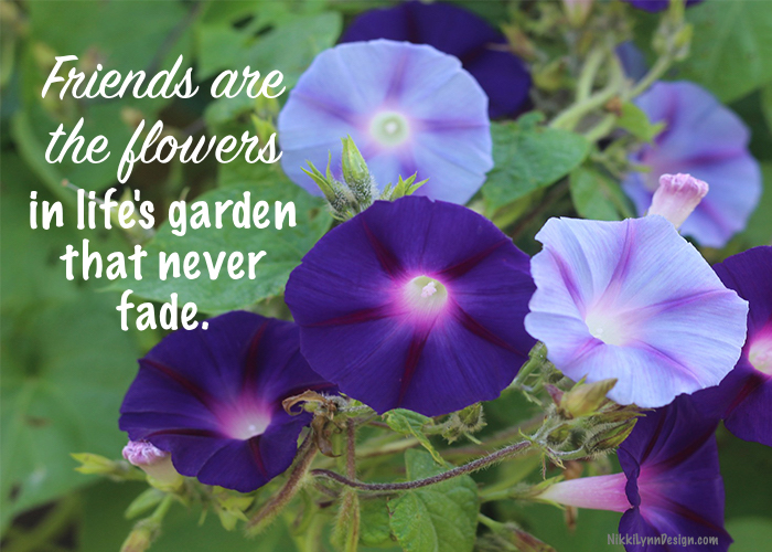 Morning Glories Are One Of My Favorite Climbing Vines - Nikki Lynn Design