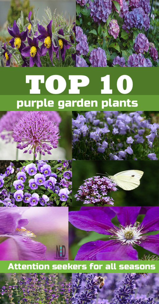 Top 10 Purple Garden Plants - Nikki Lynn Design