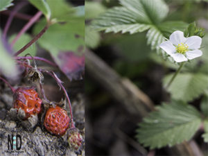 Wild Strawberry