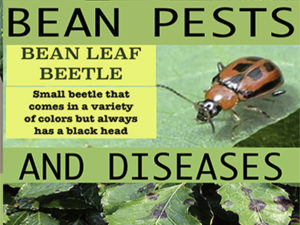 Disease & Pests of Beans