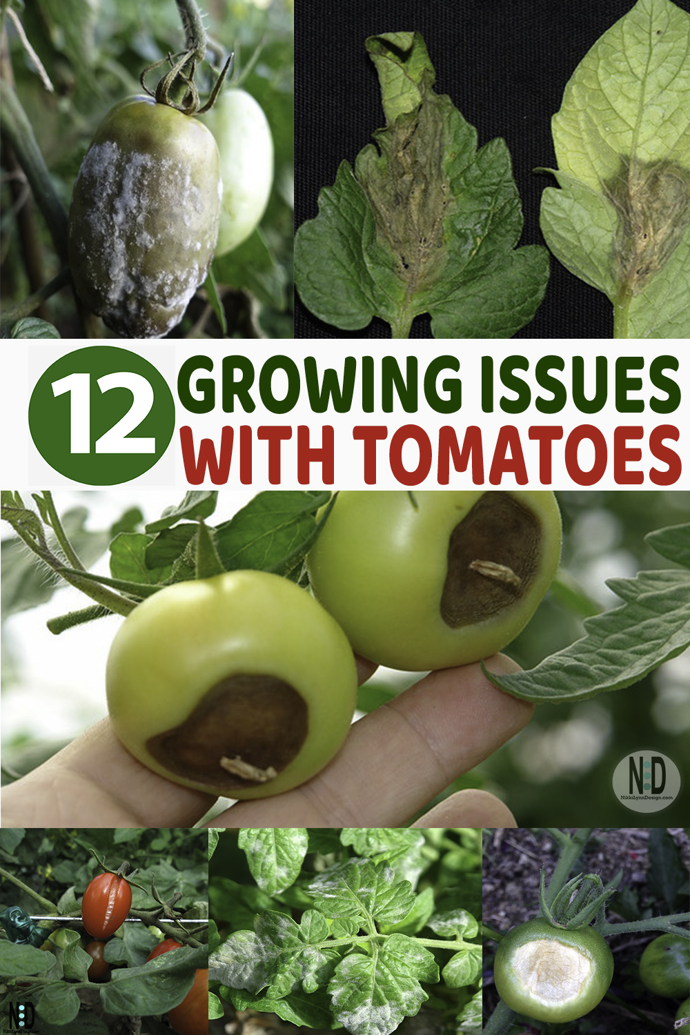 Growing Issues With Tomatoes Nikki Lynn Design