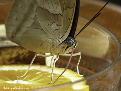 How to feed butterflies in captivity with artificial feeders Blog