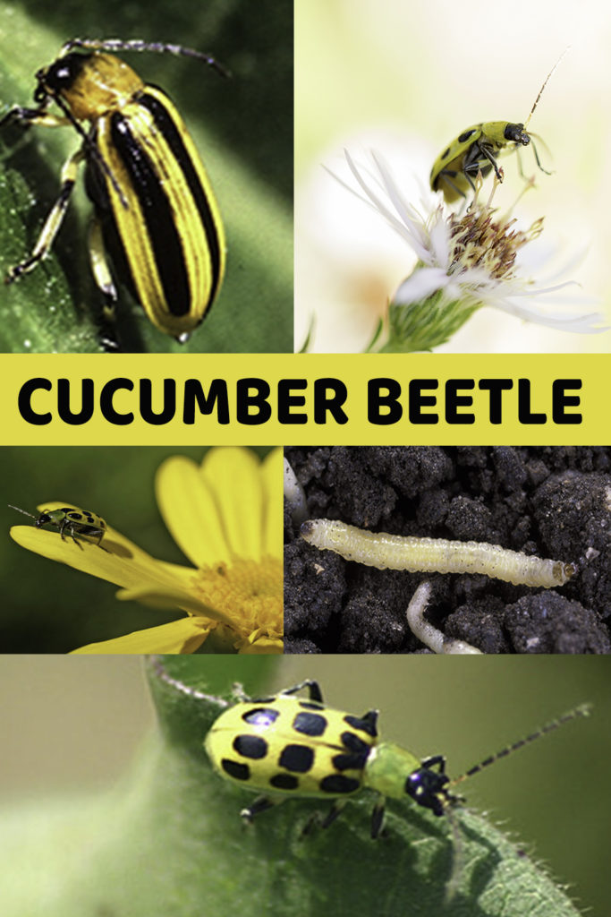 how to get rid of bugs on cucumber plants
