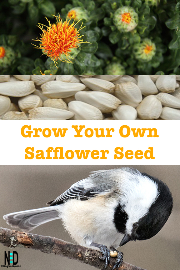 How to Grow Safflower - Heirloom Grown