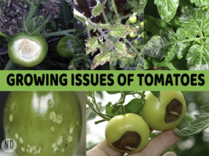 Growing Issues With Tomat...