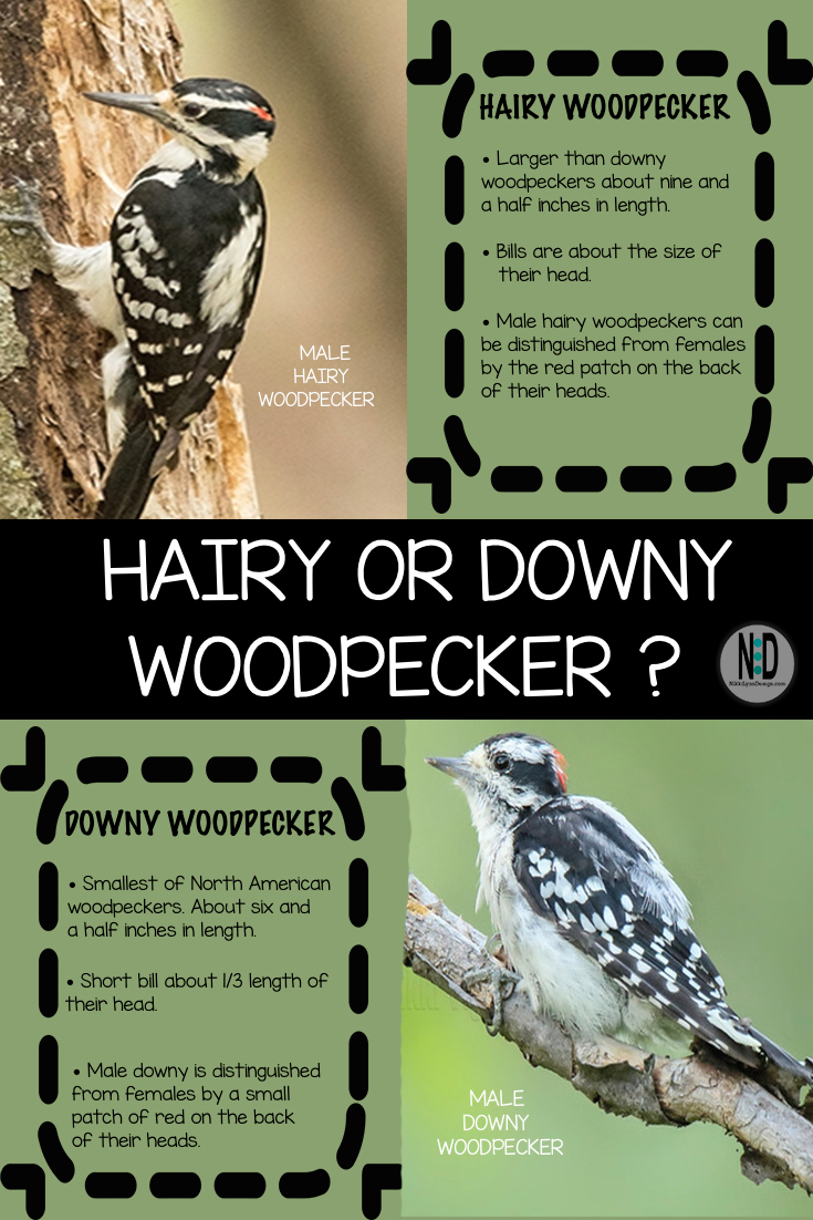 Downy Woodpecker Identification Chart