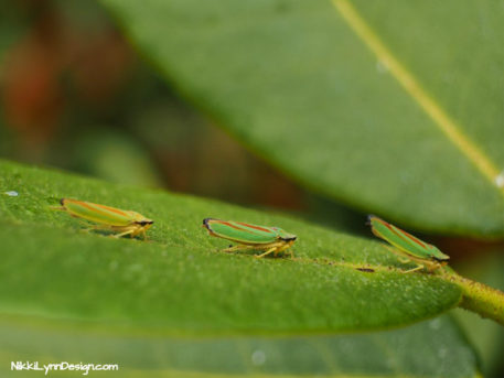 leafhoppers planthoppers
