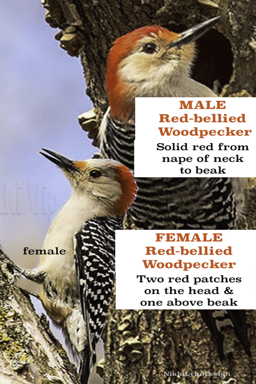 Red Bellied Woodpecker - Nikki Lynn Design