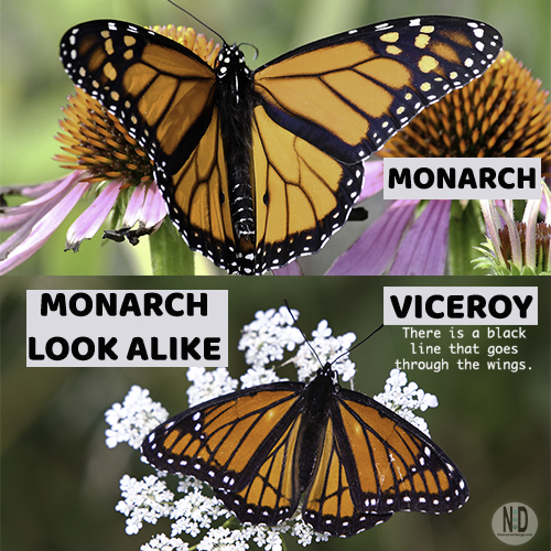 How To Tell Male And Female Monarch Apart Nikki Lynn Design