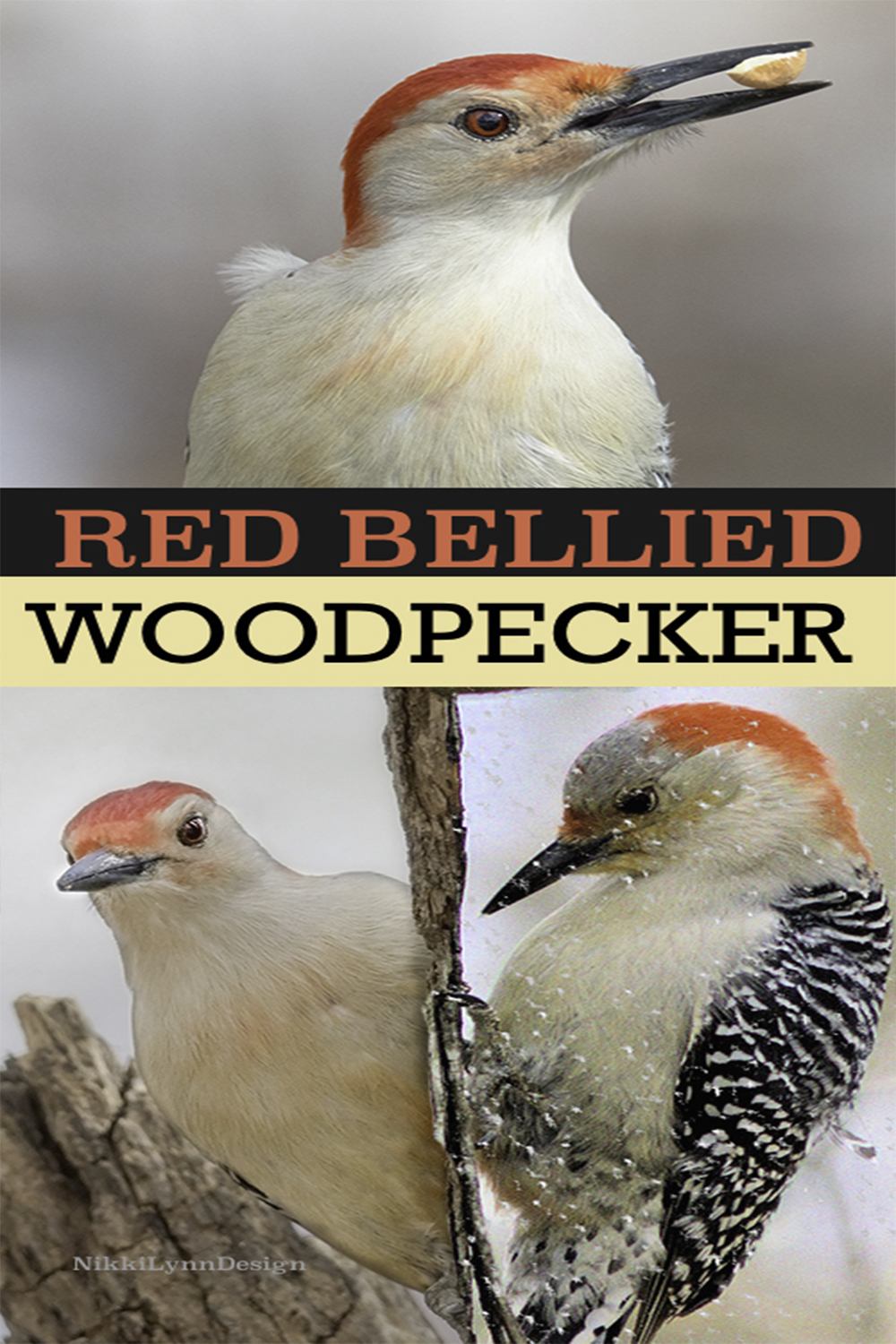 Red Bellied Woodpecker - Nikki Lynn Design