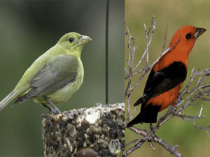 Scarlet Tanager