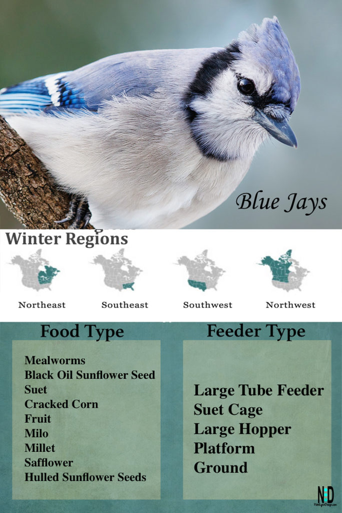 What Foods Do Blue Jays Eat? - Birds and Blooms