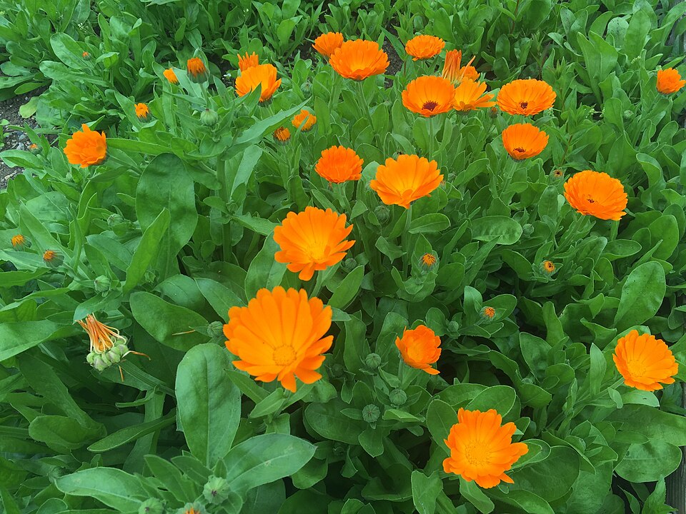 Calendula, often called pot marigold or Scotch marigold, is that cheerful flowering plant in the daisy family that brightens flower beds, pots, and even vegetable gardens. I've always loved how easy it is to grow from seed.