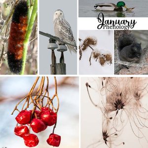 January Phenology