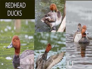 Redhead Duck