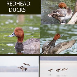 Redhead Duck