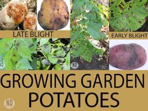 Growing Garden Potatoes