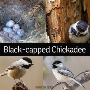 Black-capped Chickadee