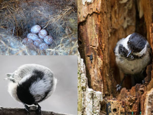 Black-capped Chickadee