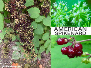 American Spikenard