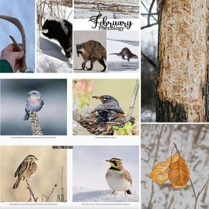 February Phenology