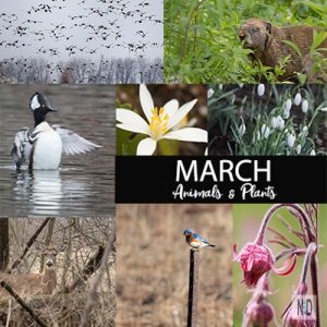 March Phenology