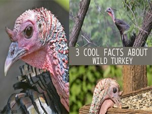 3 Cool Facts About Wild T...