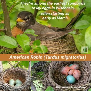 The American Robin: Wisco...