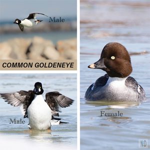 Common Goldeneye