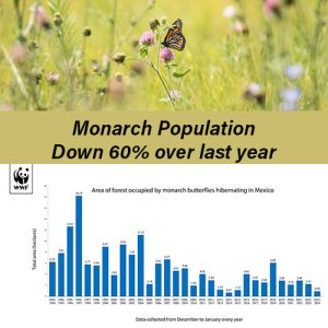 Monarch Numbers Are Down ...