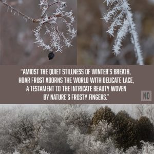 Nature's Frozen Spears: D...