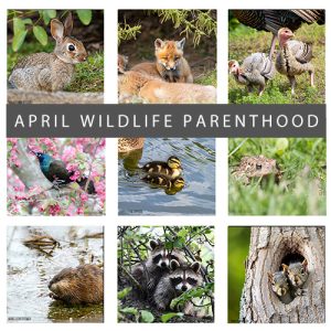 April Wildlife Parenthood