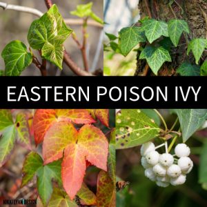 Poison Ivy in Wisconsin: ...