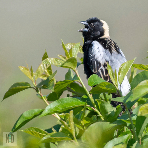 These grassland nomads wrap up their breeding season and take to the skies in late August through September, heading to South America. Their bubbly songs turn into determined flights, and if you're lucky, you might catch a flock bubbling over the prairies of Iowa or Missouri.