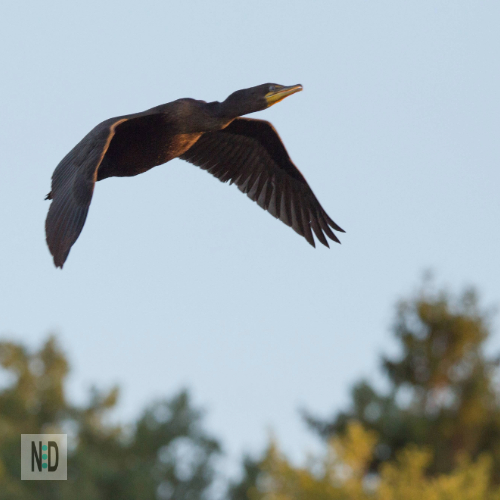 These sleek, dark-feathered birds, often seen diving for fish in lakes and rivers, typically begin their migration in late September, though some start as early as mid-August in the northern Midwest.