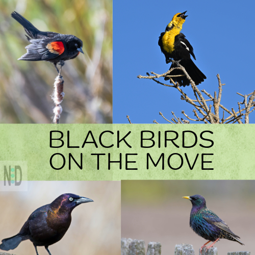 Large flocks of blackbirds, including red-winged blackbirds, yellow-headed blackbirds, grackles, and starlings, gather in the evenings during late August and September