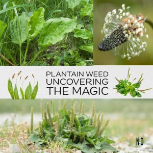Uncovering the Magic of P...