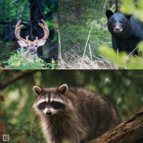 Beyond squirrels and chipmunks gathering nuts, white-tailed deer are rubbing antlers against trees to shed velvet and bulk up, while black bears in northern areas seek out berries and fish to build fat reserves. 