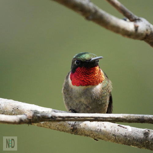 These tiny jewels of the sky, with their iridescent green feathers and rapid wing beats, begin their migration in late August. By early September, you'll often spot them darting through gardens and meadows, fueling up on nectar before heading to Central America.