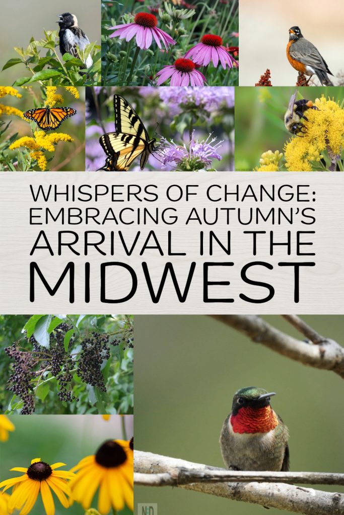 It's a time of transition, where birds bid farewell to their summer homes, animals tuck away their winter stores, and insects quietly fade into the background. I invite you to step outside, breathe in the changing breeze, and let nature's rhythm remind you of life's beautiful cycles.