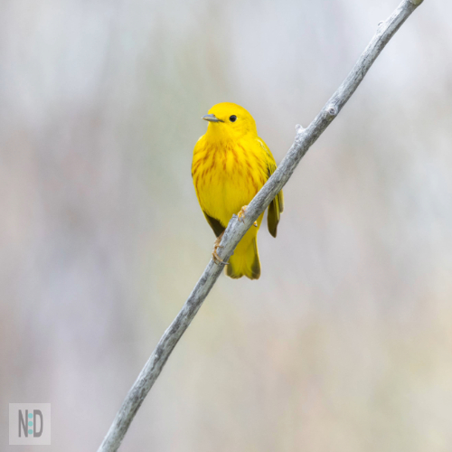 Warblers like this sunny yellow species peak in migration during August and September, flitting through shrubs and trees on their way to Central and South America. Their quick movements and cheerful calls make them a delight to spot during early morning walks.