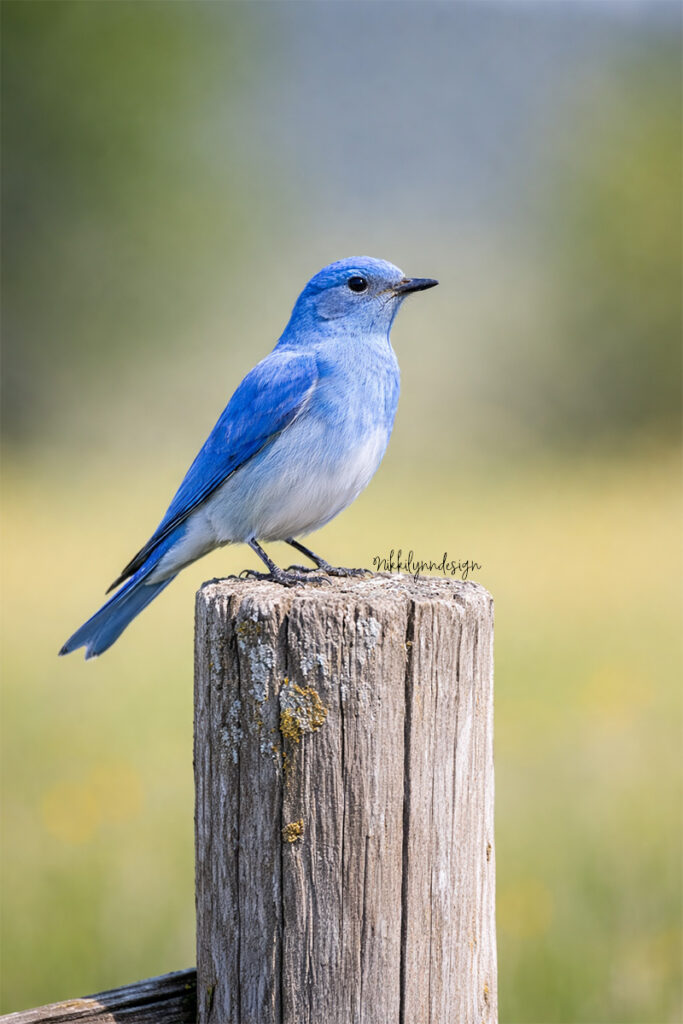 Bluebird perched on a wooden fence post in Custer State Park, South Dakota