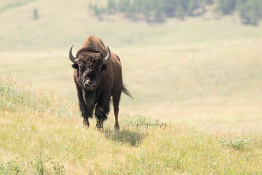 American bison walking through a grassy prairie in Custer State Park, South Dakota