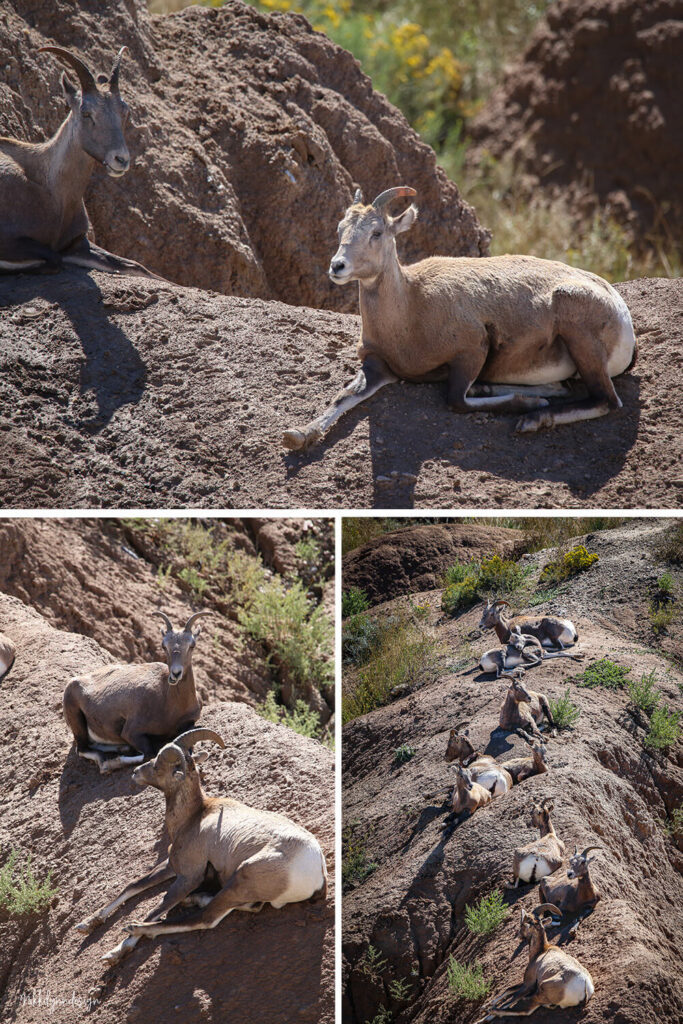 Bighorn sheep resting on rocky cliffs in Badlands National Park near the Pinnacles Entrance in South Dakota