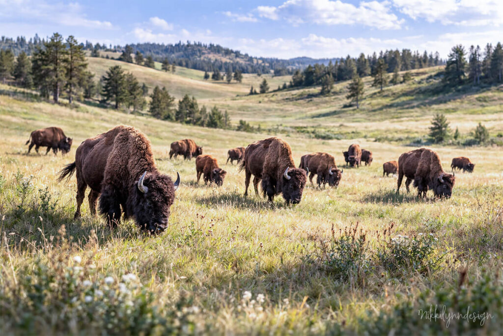 Herd of American bison grazing in a grassy meadow in Custer State Park, South Dakota