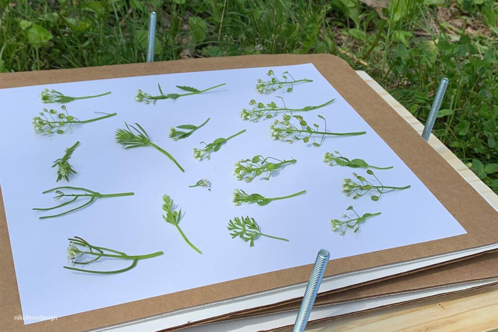 DIY flower press with freshly gathered wildflowers arranged for pressing outdoors