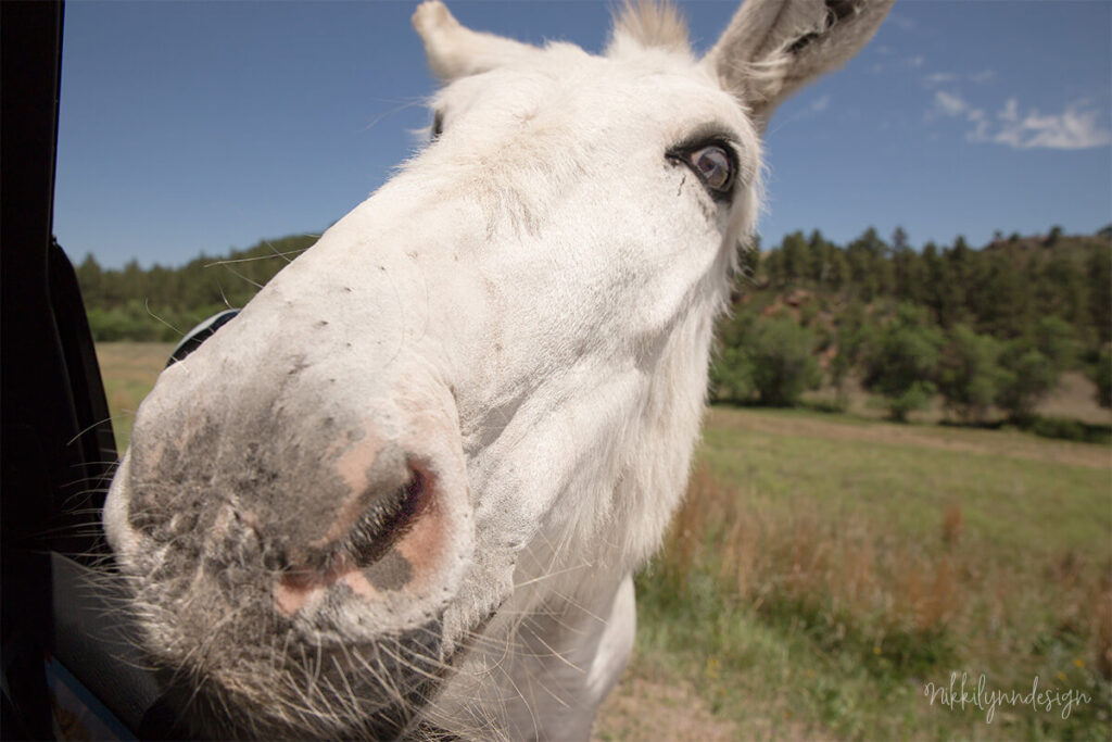 Friendly burro sticking its head into a car along Wildlife Loop Road in Custer State Park, South Dakota